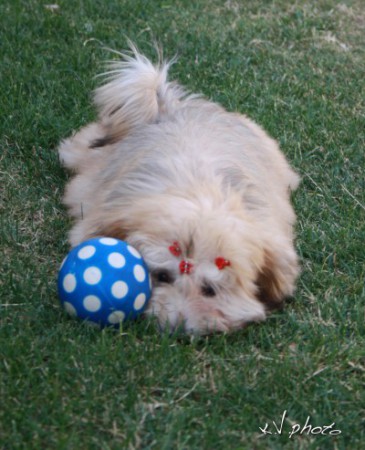 Pearl Eyed Bears Elena 4 és fél hónaposan