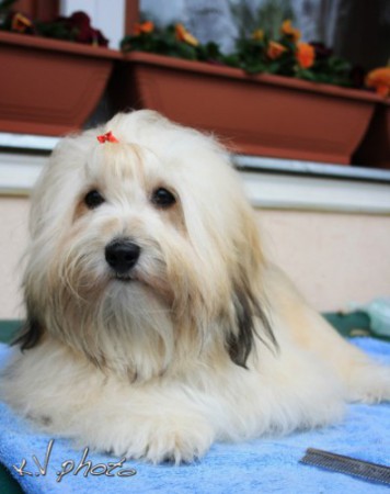 Pearl Eyed Bears Elena 9 és fél hónaposan